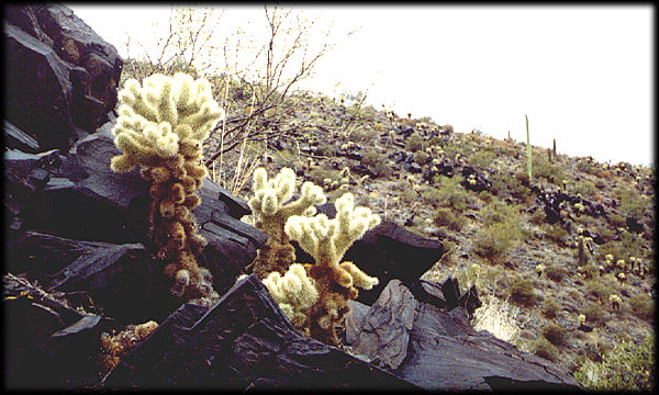 Esquisto negro metamrfico de la era Precambrina da albergue a estas chollas en forma de osos de peluche en Black Mountain, al norte de Scottsdale, Arizona.