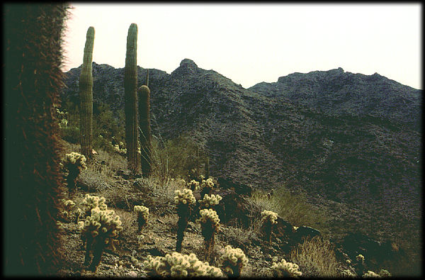 A small forest of chollas grow on one of the rugged slopes of the Sierra Estrella.