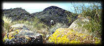 Yellow Paint Lichen coats black rocks on Black Mountain, near Cave Creek, Arizona.