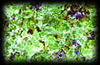 Green sparkling crystals of peridot (olivine) from San Carlos, Arizona.