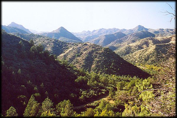 This end of the Superstition Wilderness is more wooded than the more arid western end.